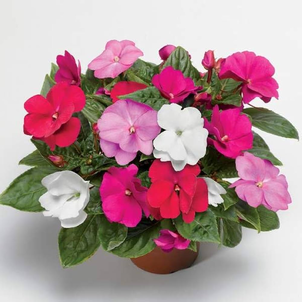 Guinea Mix Planting Seeds - Brighten Your Garden With Colorful Flowers Flower