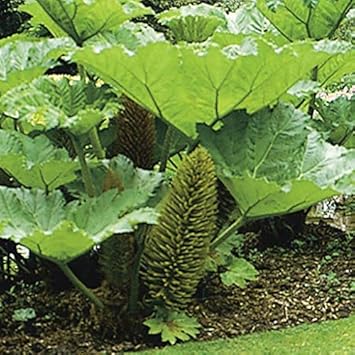Giant Gunnera Manicata Flower seeds for Planting - Long Bloom Season, Heirloom & GMO Free Seeds for Home Garden
 
 Sale seeds for home garden