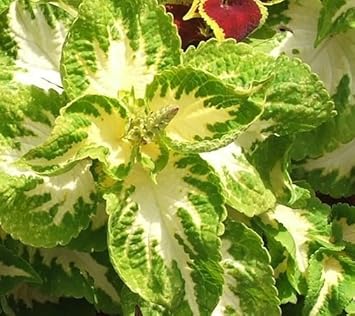 White Green Coleus Flower seeds for Planting GMO Free Heirloom & GMO Free Seeds For Home Garden 
 
 Sale for planting in home garden