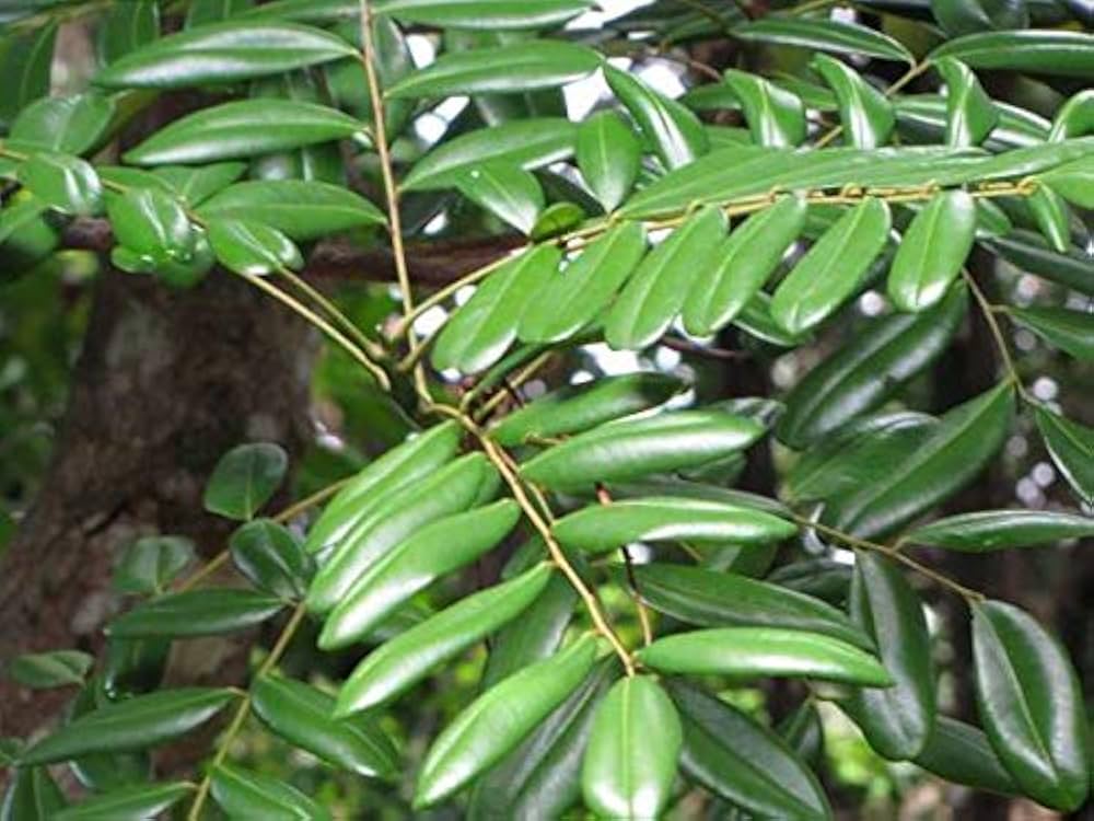Laub-Salbei Kräutersamen for planting in herb garden