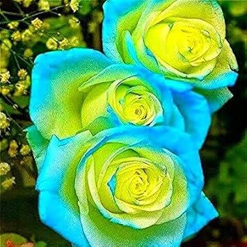 Pink Canna Flower Seeds for Planting Pollinator Friendly Heirloom & GMO Free Seeds for Home Garden
 
 Sale for planting in home garden