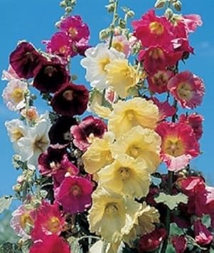 Mixed Danish Hollyhock Flower seeds for Planting - Hardy Variety, Heirloom & GMO Free Seeds for Home Garden
 
 Sale seeds for planting in home garden