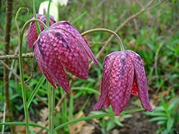 Pink Fritillaria Flower seeds for Planting - Shade Tolerant, Heirloom & GMO Free Seeds for Home Garden
 
 Sale seeds for home garden