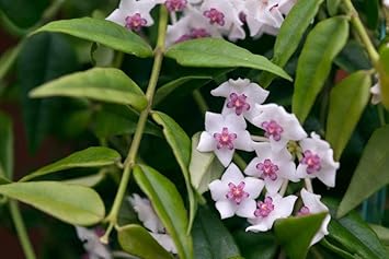 Multi Carnosa Flower Seeds – Sun Loving Heirloom NonGMO Seeds for Home Garden
 
 Sale for planting in home garden