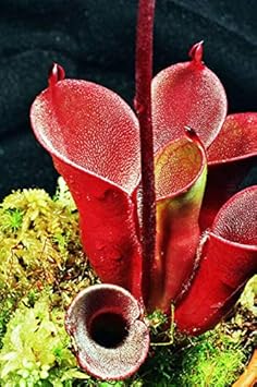 Red Heliamphora Pulchella Flower seeds for Planting - Hardy Variety, Heirloom & GMO Free Seeds for Home Garden
 
 Sale for planting in home garden
