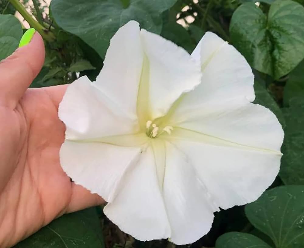 Moonflower Ipomoea alba seeds for planting in night gardens