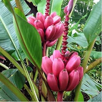 Pink Banana Fruit Seeds For Planting