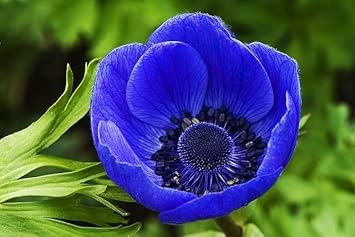 Peach Ranunculus Flower Seeds Drought Tolerant Heirloom & GMO Free Seeds for Home Garden
 
 Sale for planting in home garden