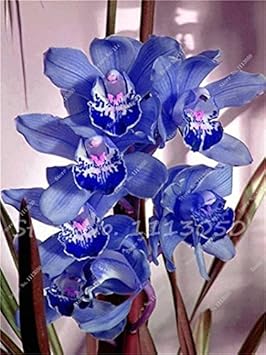 Blue Cymbidium Flower seeds for Planting Long Bloom Season Heirloom & GMO Free Seeds for Home Garden
 
 Sale seeds for home garden planting