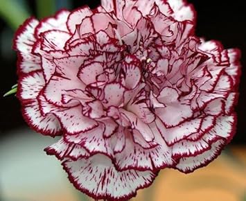 White Maroon Carnation Flower Seeds For Easy Planting