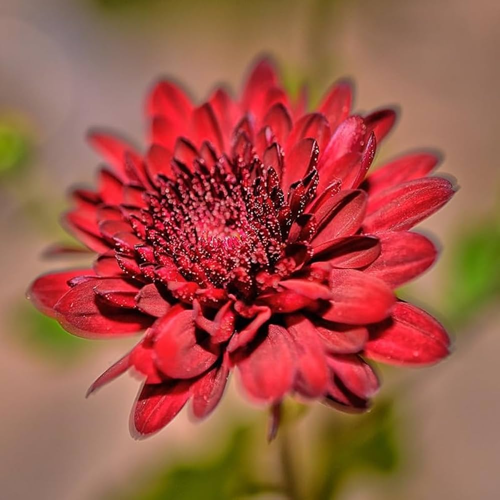 Red Chrysanthemum Flower seeds for Planting - Cut Flower Favorite, Heirloom & GMO Free Seeds for Home Garden
 
 Sale seeds for planting in home garden