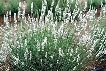 Lavender Mix Fuchsias Flower Seeds for Planting Premium Quality Heirloom & GMO Free Seeds for Home Garden
 
 Sale for planting in home garden