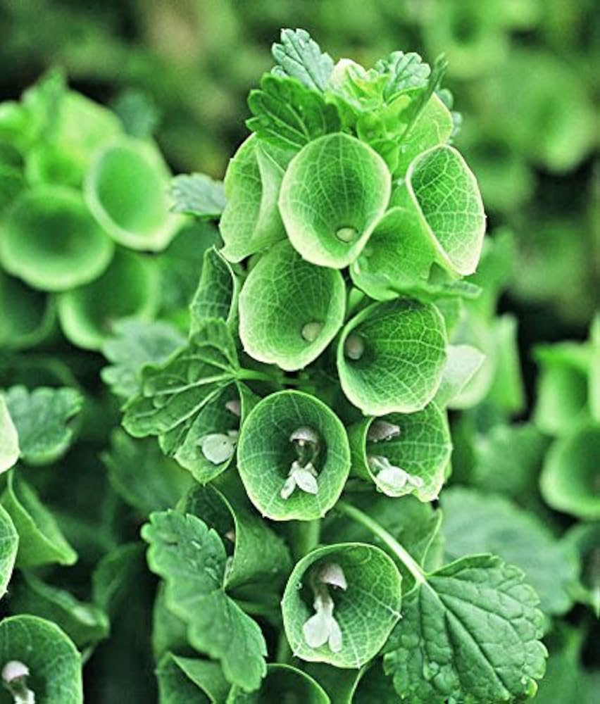 Moluccella Laevis Moluccella laevis for planting in flower bed