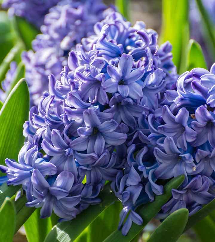 Blue Hyacinthus Flower seeds for Planting - Wildflower Mix, Heirloom & GMO Free Seeds for Home Garden
 
 Sale seeds for planting in home garden