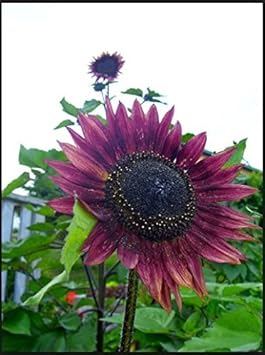 Purple Sunflower Flower seeds for Planting - Wildflower Mix, Heirloom & GMO Free Seeds for Home Garden
 
 Sale seeds for home garden