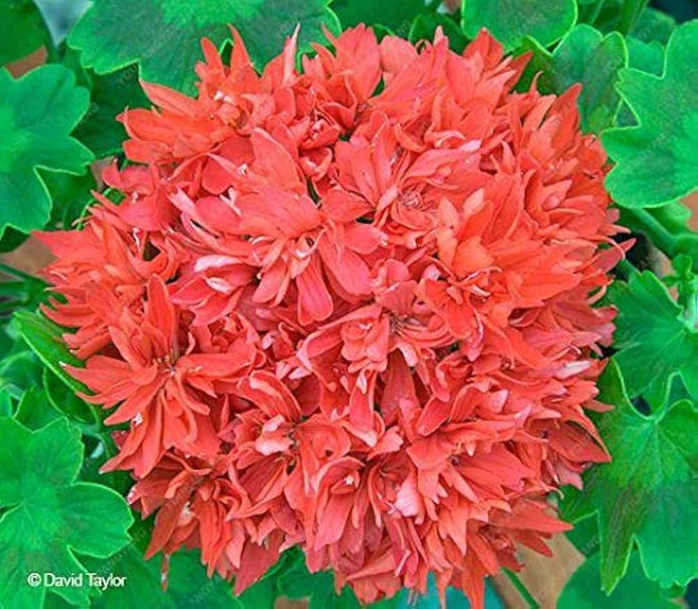 Pelargonium Peltatum Geranium for planting