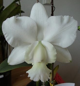 White Cattleya Flower seeds for Planting - Fragrant Blossoms, Heirloom & GMO Free Seeds for Home Garden
 
 Sale for planting in home garden.