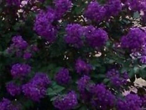 Crape Myrtle Purple Seeds Perennial Tree Best Selling