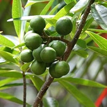 Rudraksha Seeds For Planting: Sacred Spiritual Growth And Garden Harmony