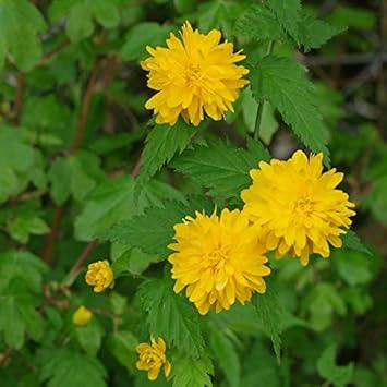 Yellow Kerria Japonica Flower seeds for Planting - Low Maintenance, Heirloom & GMO Free Seeds for Home Garden
 
 Sale seeds for planting in home garden