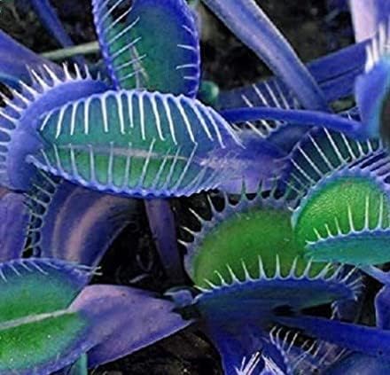 Blue Green Venus Fly Trap Seeds Flower seeds for Planting Sun Loving Heirloom & GMO Free Seeds for Home Garden