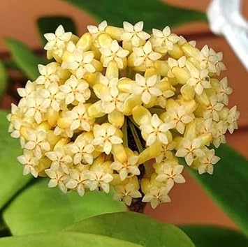 Yellow Carnosa Flower Seeds For Easy Planting