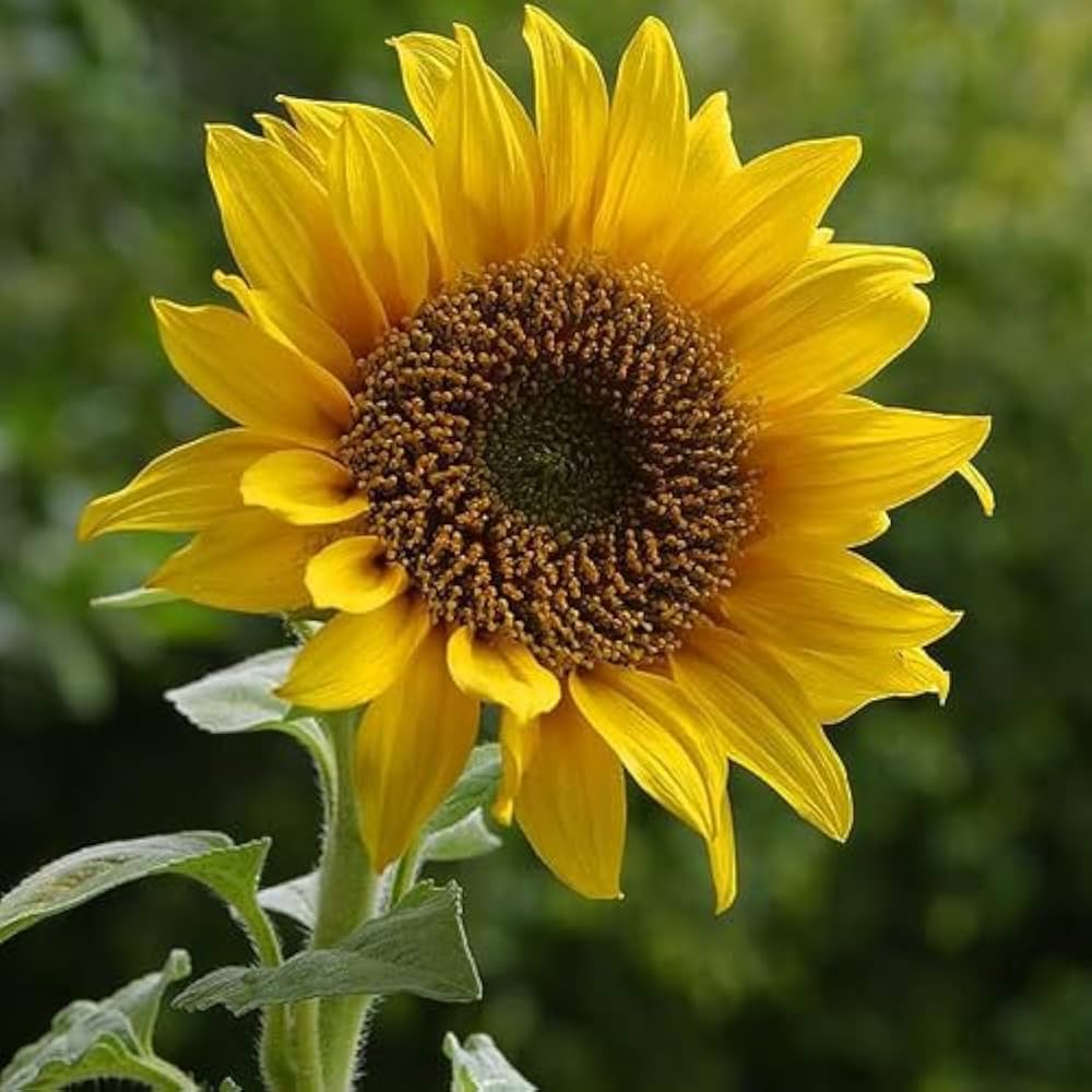 Dwarf Sunflower Helianthus annuus for planting in flower bed