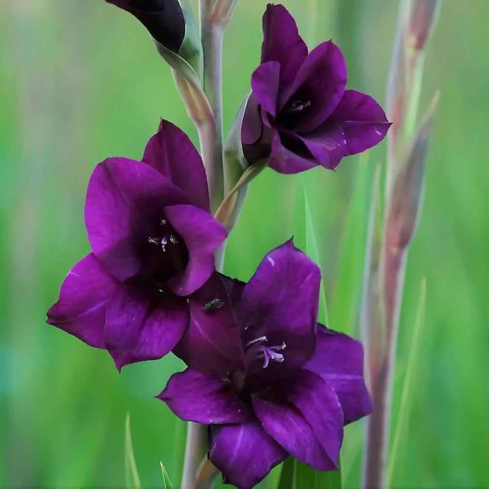 Dark Purple Gladiolus Flower Seeds For Planting - Elegant Blooms Your Garden