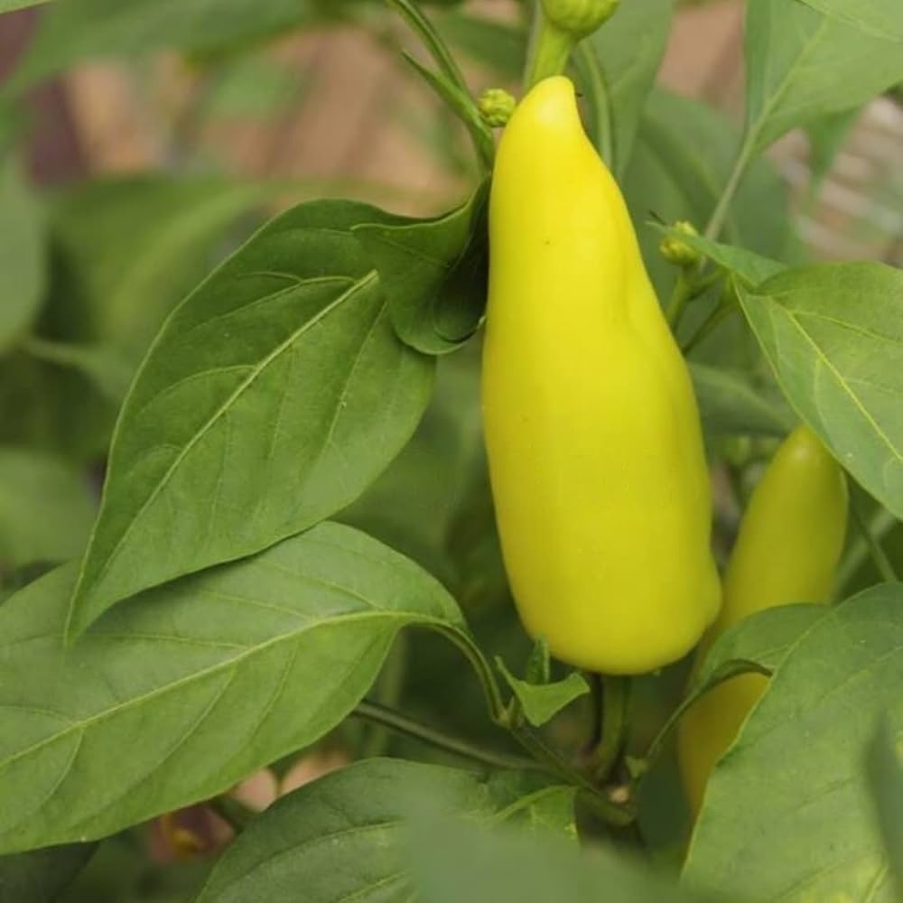 Black Hungarian Organic Heirloom Pepper Seeds