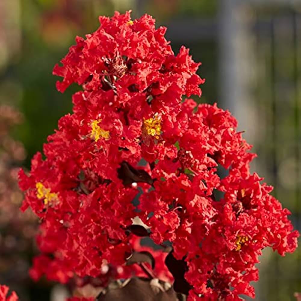 Red Crape Tree Flower seeds for Planting - Long Bloom Season, Heirloom & GMO Free Seeds for Home Garden
 
 Sale seeds for planting in home garden