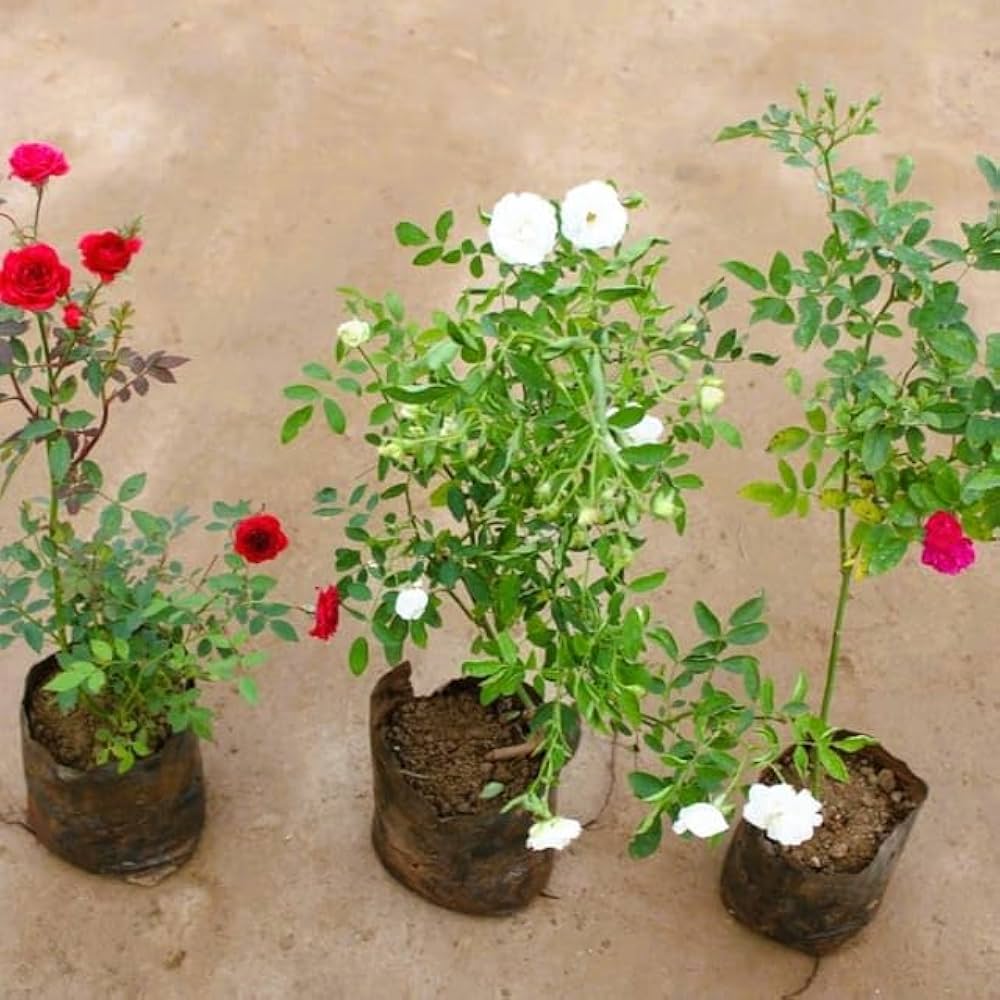 Miniature Rose Rosa spp. Seeds for planting in flower bed