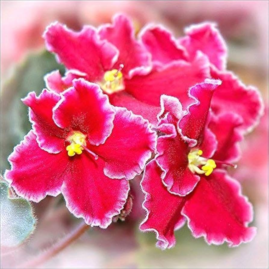 Mini Matthiola Incana Flower Seeds - Planting Red For Lush Greenery