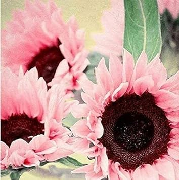 Bright Pink SunFlower seeds for Planting - Long Bloom Season, Heirloom & GMO Free Seeds for Home Gardens
 
 Sale seeds for home garden
