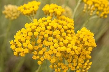 Heirloom Immortelle Flower seeds for Planting Shade Tolerant Heirloom & GMO Free Seeds for Home Garden 
 
 Sale for planting in home garden