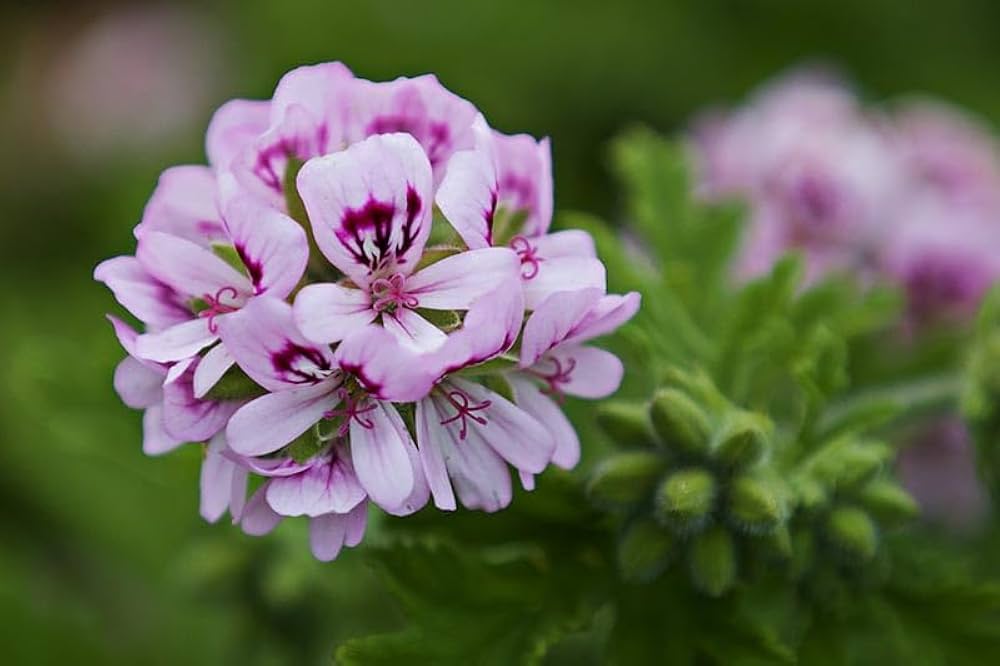 Geranium Pelargonium hortorum for planting in flower bed
