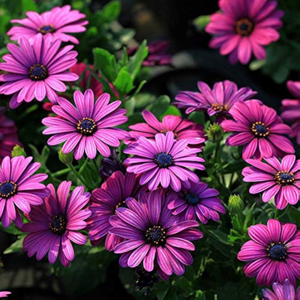 Afano blue-eyed osteospermum seeds for indoor flowers
