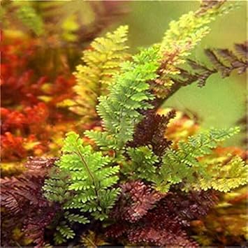 White Double Petals Fuchsia Flower Seeds for Planting Easy to Grow Heirloom & GMO Free Seeds for Home Garden
 
 Sale for planting in home garden