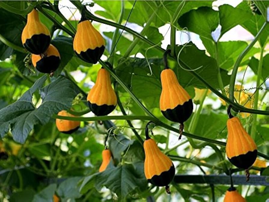 Orange Black Ornamental Gourd Seeds For Planting Vegetable Seeds