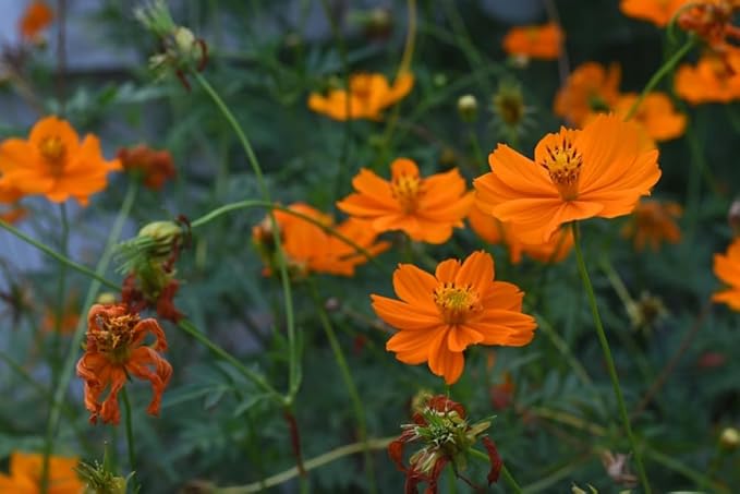Cosmos Orange Sunshine for planting in flower bed
