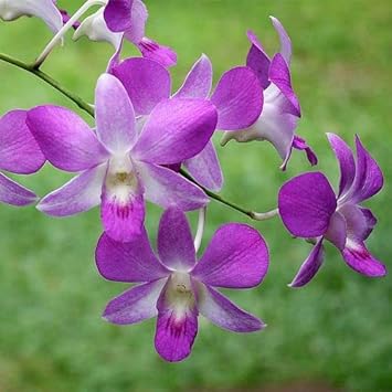 Dendrobium (Dendrobium Flower) seeds for planting in home garden