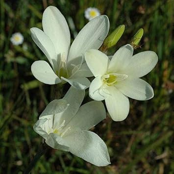 White Sparaxis Flower seeds for Planting Cut Flower Favorite Heirloom & GMO Free Seeds for Home Garden 
 
 Sale seeds for home garden planting