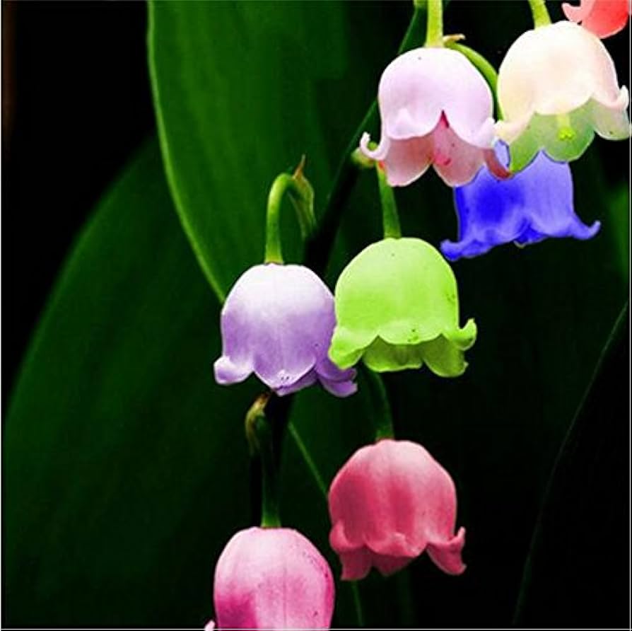 Mixed Bell Orchid Flower seeds for Planting - Low Maintenance, Heirloom & GMO Free Seeds for Home Garden
 
 Sale seeds for planting in home garden