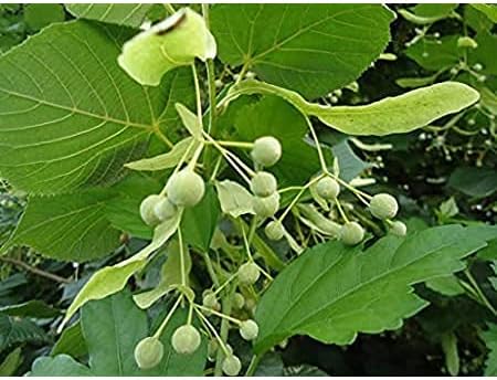 American Basswood Tree Seeds for Planting - Long Bloom Season, Heirloom & GMO Free Seeds for Home Garden
 
 Sale seeds for home garden