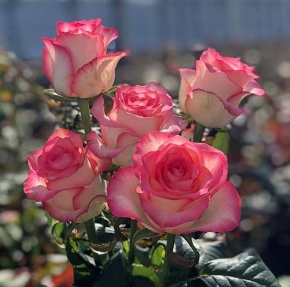 Pink Rose Rugosa Seeds for Hardy, Fragrant Rose Blooms