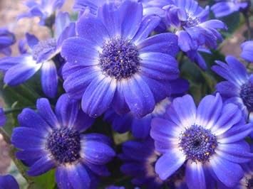 Purple Iberidifolia Flower seeds for Planting - Vibrant Colors, Heirloom & GMO Free Seeds for Home Garden
 
 Sale seeds for home garden