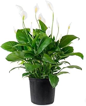 Green Spathiphyllum Flower seeds for Planting - Easy to Grow, Heirloom & GMO Free Seeds for Home Garden
 
 Sale seeds for planting in home garden