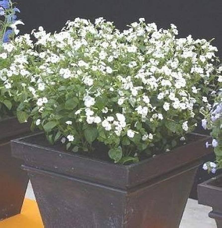 Browallia Cascade Snow White seeds for moon garden planting