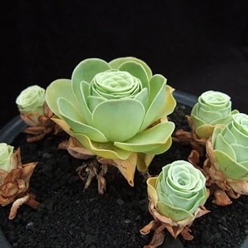 Succulent Planting Seeds - Easy To Grow Flowers Flower