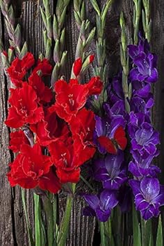 Green Phalaenopsis Flower Seeds for Planting Sun Loving Heirloom & GMO Free Seeds for Home Garden
 
 Sale for planting in home garden