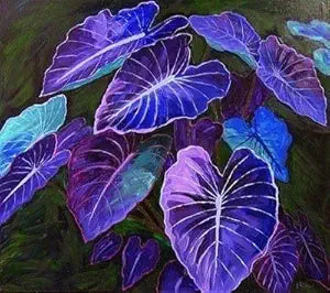 Caladium Bicolor Plant Caladium bicolor for planting in flower bed